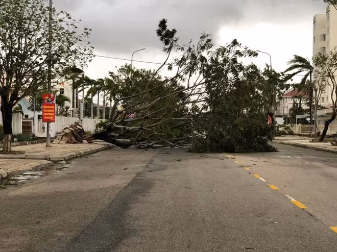 Trees fall down as storm Molave hits Tam Ky city, Quang Nam province.