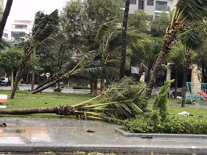 Trees fall down as storm Molave, the ninth in the East Sea this year, hits Binh Dinh province.