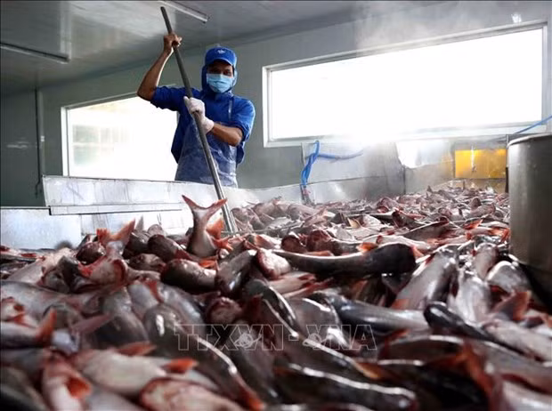 Processing Tra fish for export at Sao Mai factory in An Giang province (Photo: VNA)