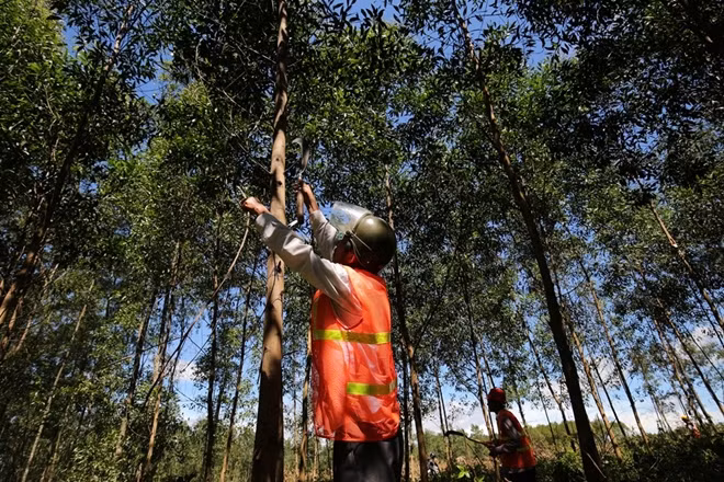 FSC certified forest in Quang Tri Province. Photo: WWF-Vietnam