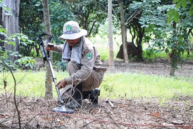 A staff member from Norwegian People’s Aid Vietnam surveys an area contaminated with landmines (Photo courtesy of NPA) A staff member from Norwegian People’s Aid Vietnam surveys an area contaminated with landmines (Photo courtesy of NPA)
