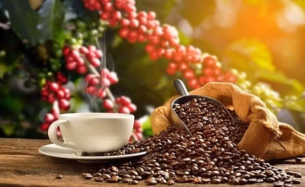Vietnam becomes Spain's largest coffee supplier&nbsp; -0