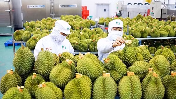 Agriculture sector on path to 74 billion USD in export revenue ảnh 4