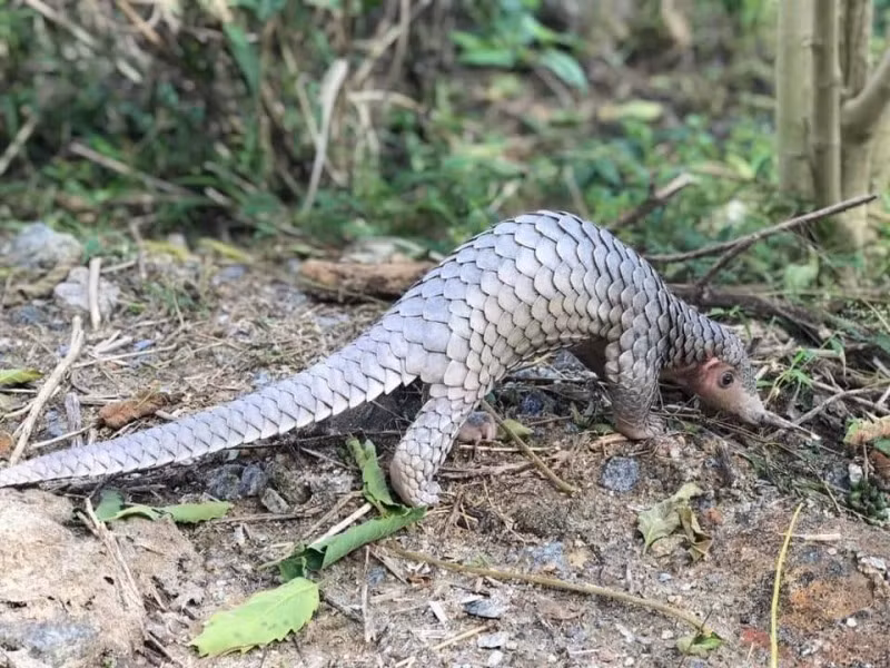 Endangered animal released into Cu Lao Cham special-use forest -0