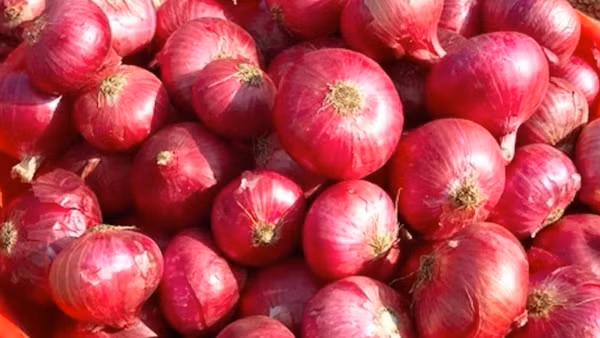Vietnam's fruit and vegetable exports hit record high ảnh 3