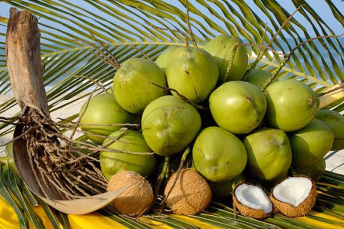 Coconut exports likely to reach US$1 billion this year -0