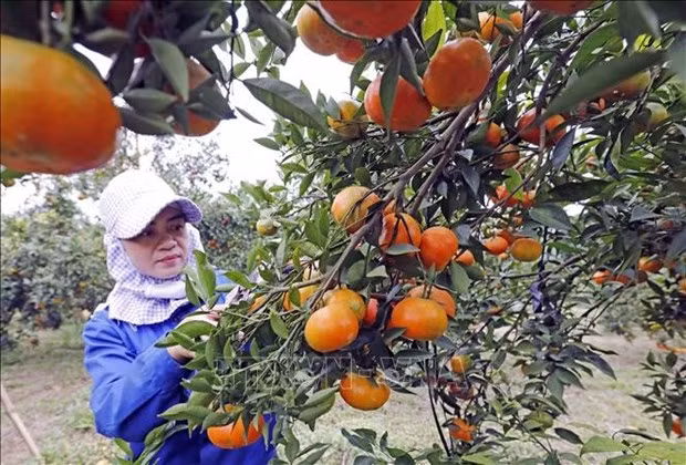 Hoa Binh works to improve ethnic people’s livelihoods -0