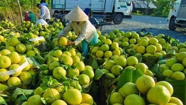 Vietnam's fruit and vegetable exports hit record high ảnh 2