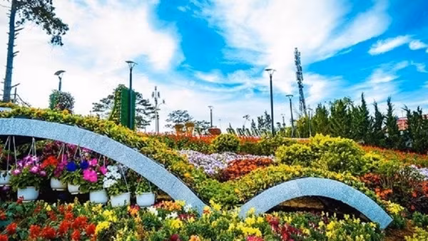 Enchanting wild sunflowers shine on Chu Dang Ya extinct volcano ảnh 9