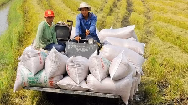 Vietnam's rice export prices reach 15-year high ảnh 3