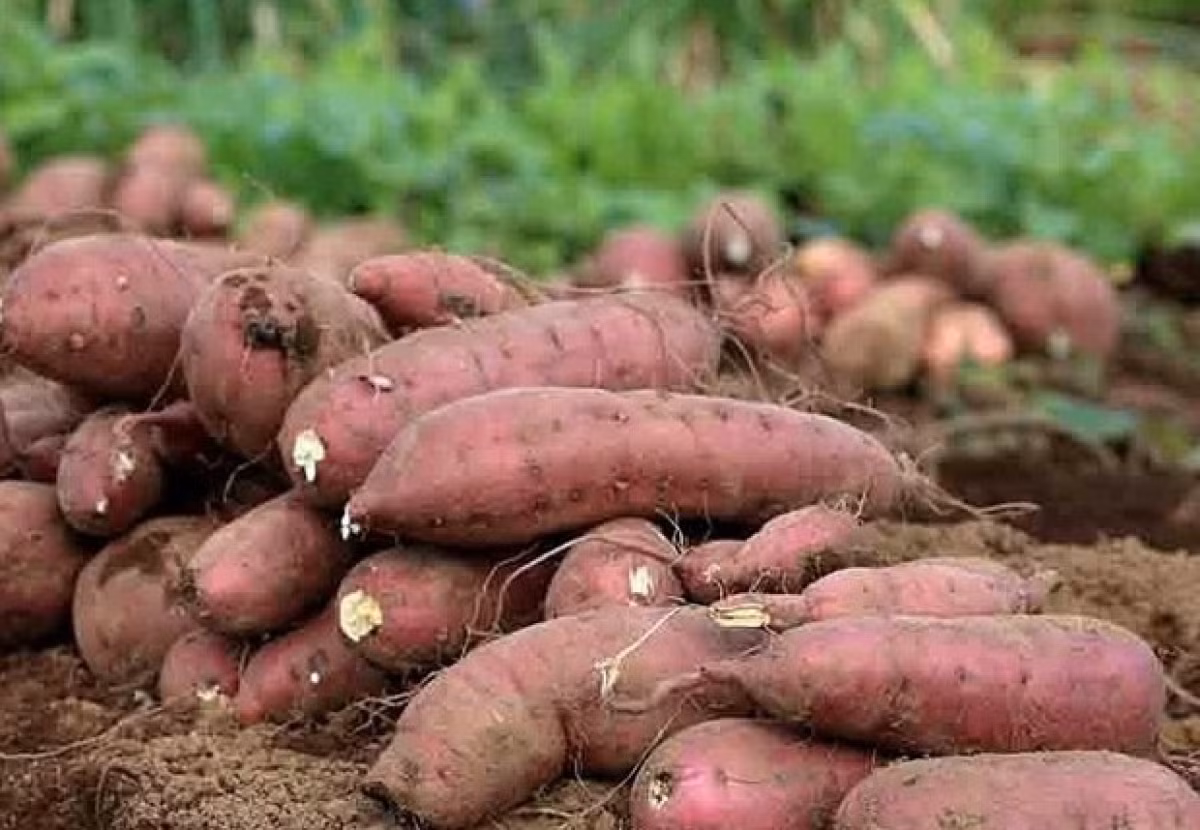 Sweet potato to be officially exported to China -0