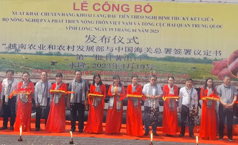 Vinh Long exports first batch of sweet potatoes to China -1