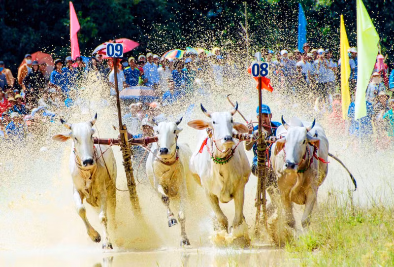 Ox racing festival in An Giang attracts huge crowd -0