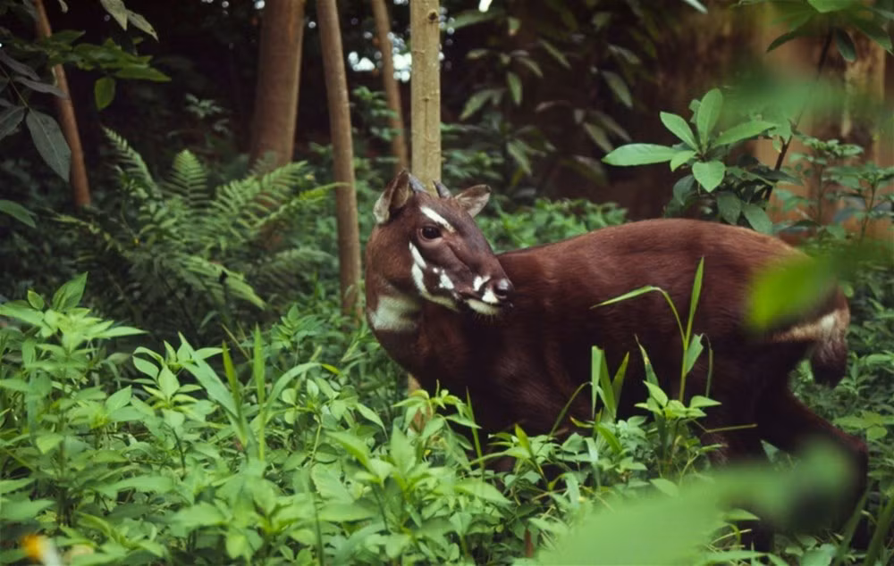 Thua Thien-Hue enhances rare animal protection in nature reserves -0