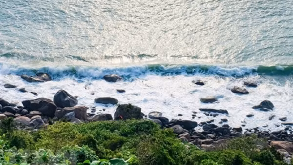 Dolphins spotted off Son Tra Peninsula ảnh 2