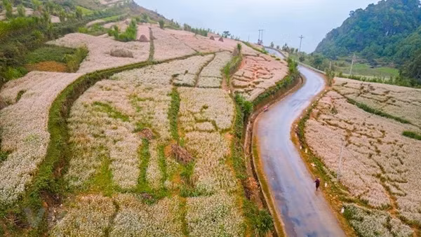 Enchanting wild sunflowers shine on Chu Dang Ya extinct volcano ảnh 10
