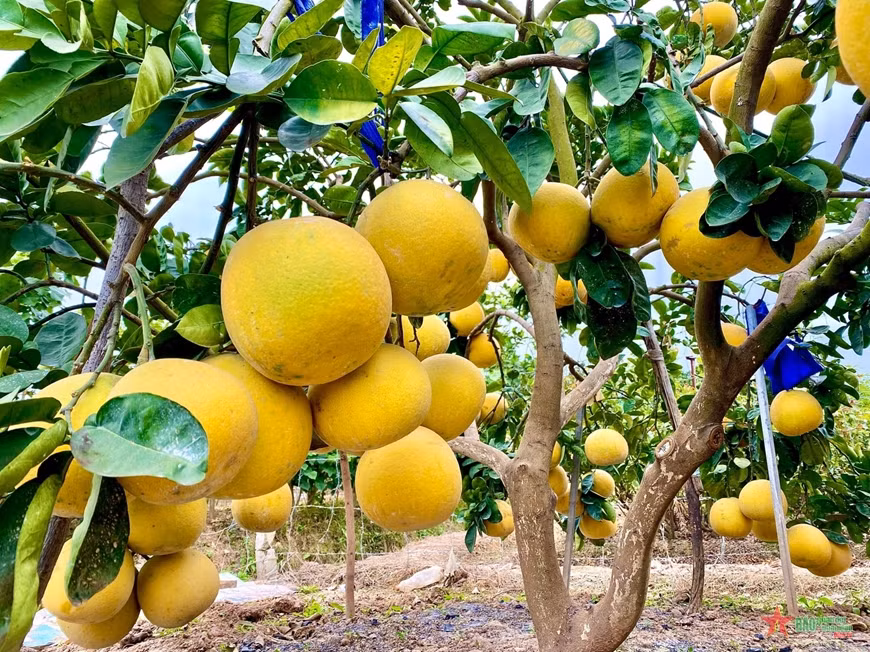 Australia requested to open market for Vietnamese fruit -0