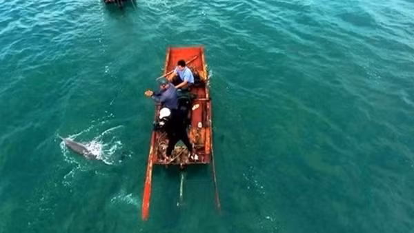 Dolphins spotted off Son Tra Peninsula ảnh 1