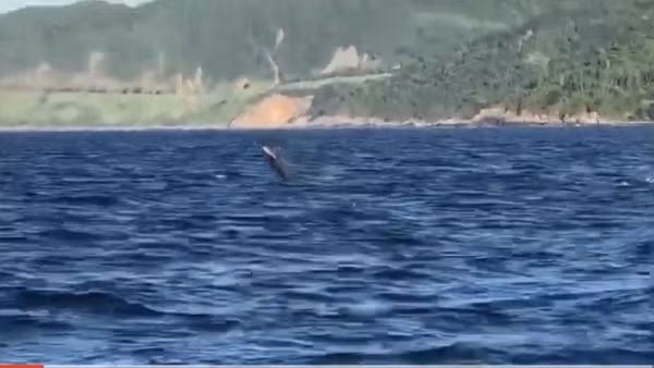 Dolphins spotted multiple times around Co To island ảnh 2
