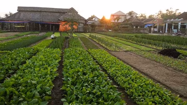 Tay Ninh to host first-ever festival about art of making vegetarian dishes ảnh 3