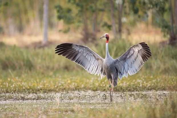 Efforts made to bring back red-crowned cranes from brink of extinction -0