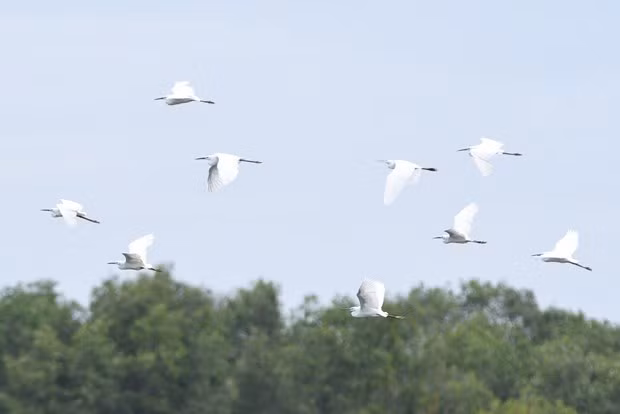 Efforts made to bring back red-crowned cranes from brink of extinction -0
