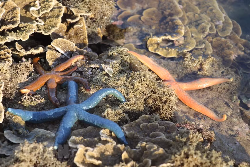 Unique charm of coral reefs formed on volcanic sediment in Hon Yen island -1