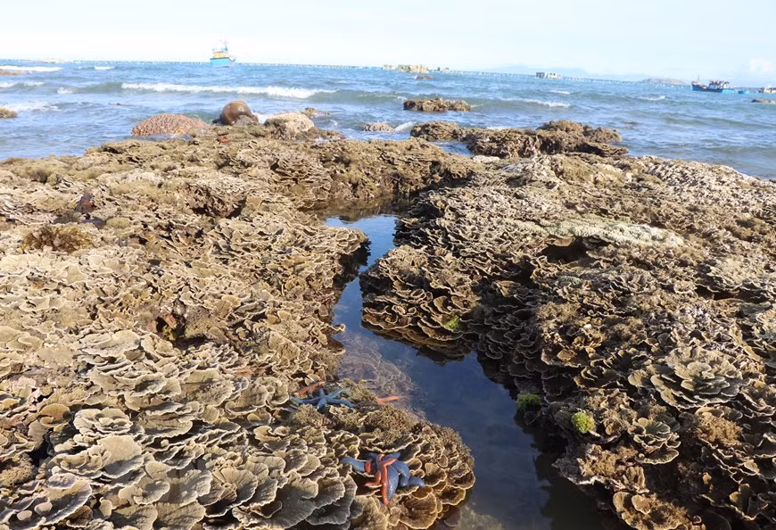 Unique charm of coral reefs formed on volcanic sediment in Hon Yen island -0
