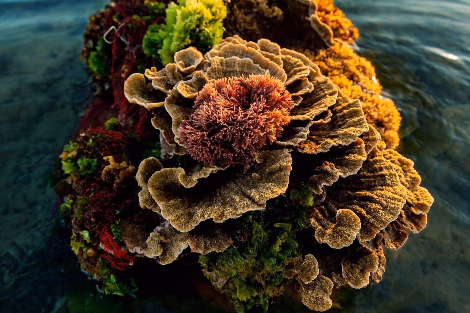 Unique charm of coral reefs formed on volcanic sediment in Hon Yen island -1