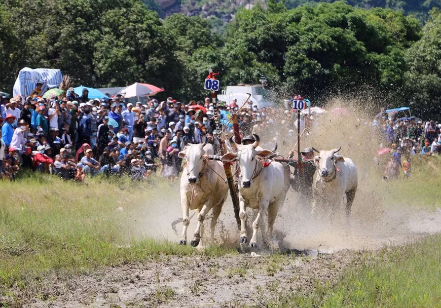 Exciting ox racing festival of Khmer people in An Giang Province -4