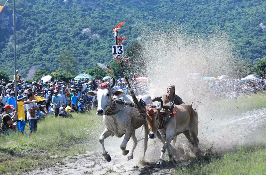 Exciting ox racing festival of Khmer people in An Giang Province -6