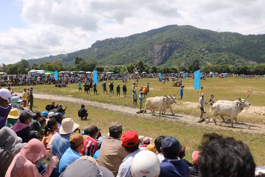 Exciting ox racing festival of Khmer people in An Giang Province -3
