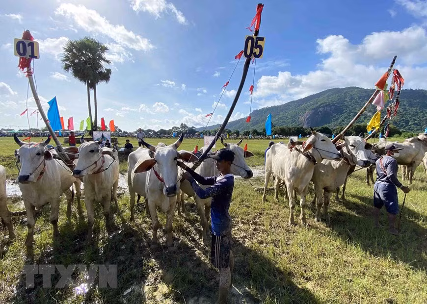 Exciting ox racing festival of Khmer people in An Giang Province -0