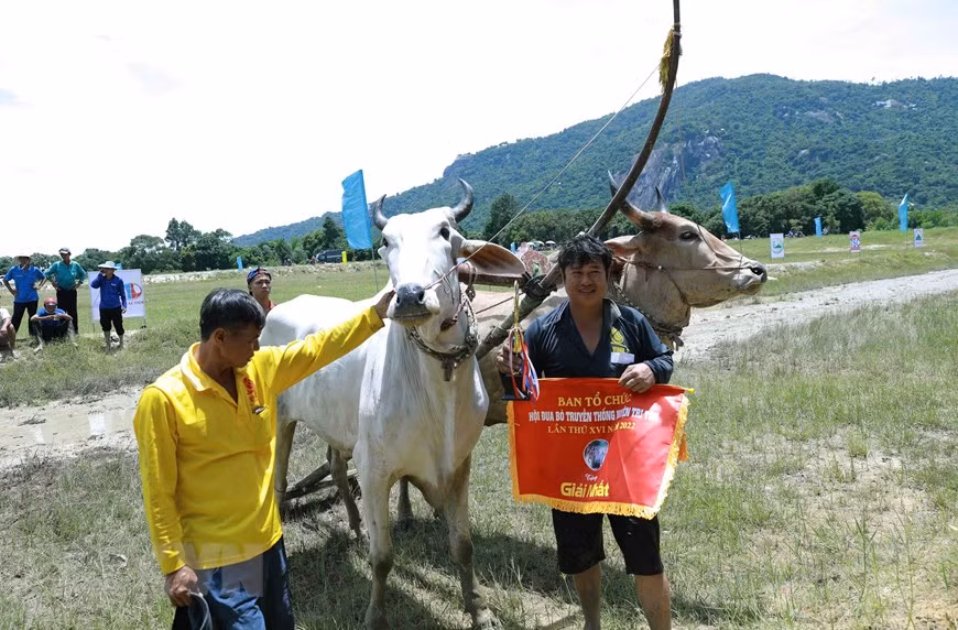 Exciting ox racing festival of Khmer people in An Giang Province -8