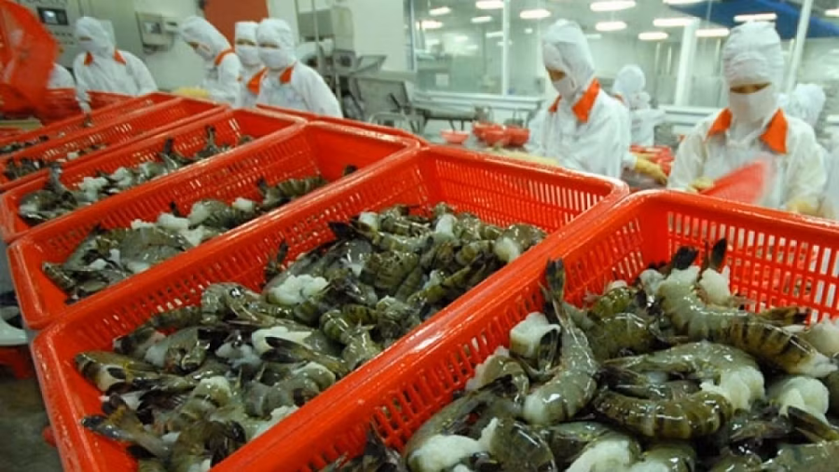 Shrimp exports witness robust growth in FTA markets -0