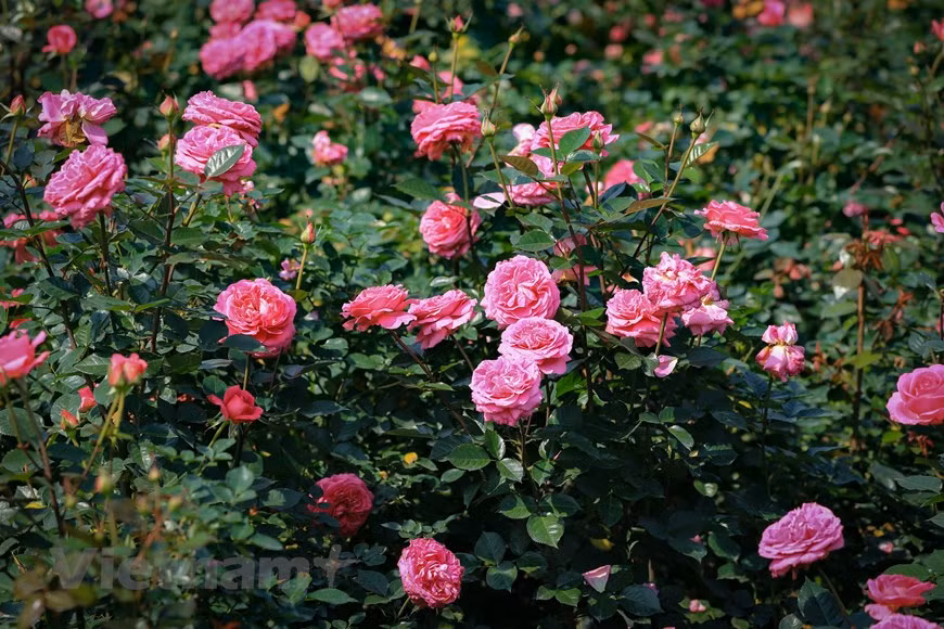 03.jpg -2