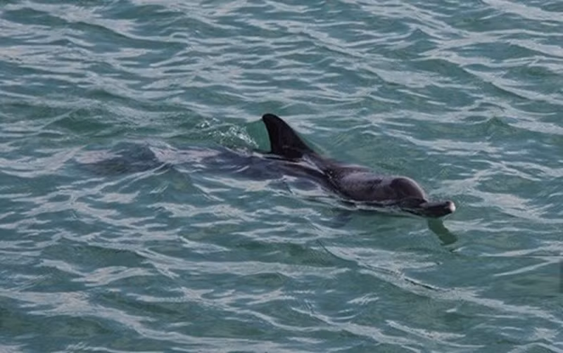 Dolphins spotted multiple times around Co To island -0
