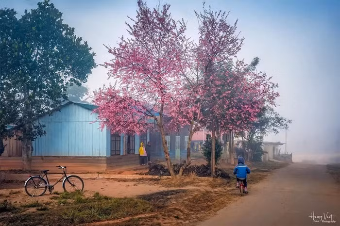 Cherry-like apricot blossoms brighten Lang Biang plateau -0