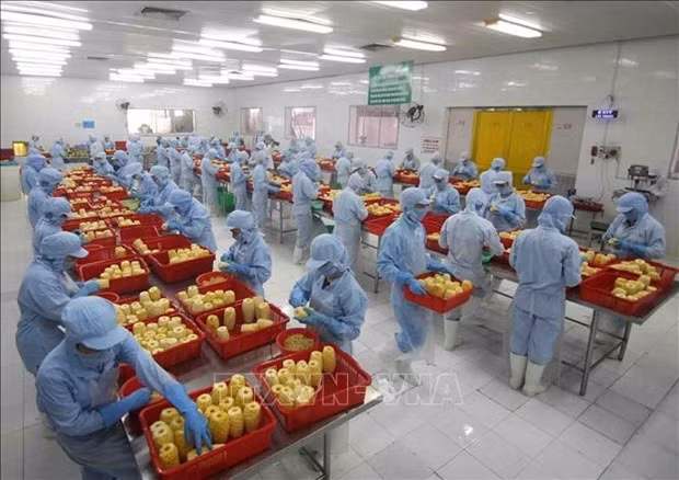 RCEP to help farm produce expand presence in global markets ảnh 1 Workers process pineapple for export at the factory of the An Giang Agriculture and Food Import - Export JSC in An Giang province