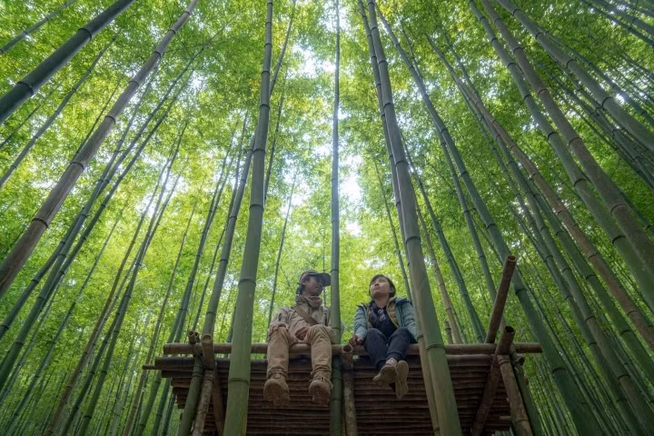magnificent bamboo forest in mu cang chai picture 5