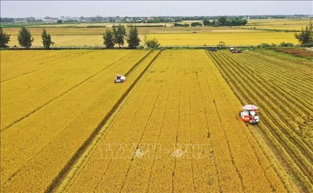 Vietnam eyes to be responsible, sustainable food supplier: Minister ảnh 1 Vietnam eyes to be responsible, sustainable food supplier: Minister ảnh 1