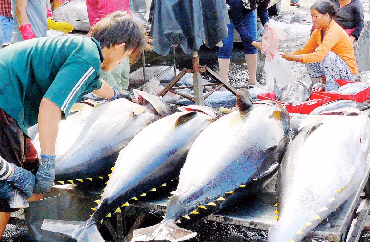 Vietnamese tuna exports impacted by Russia-Ukraine conflict ảnh 1 Vietnamese tuna exports to the Russian market hit over US$14 million in 2021 (Photo: tapchicongthuong.vn)