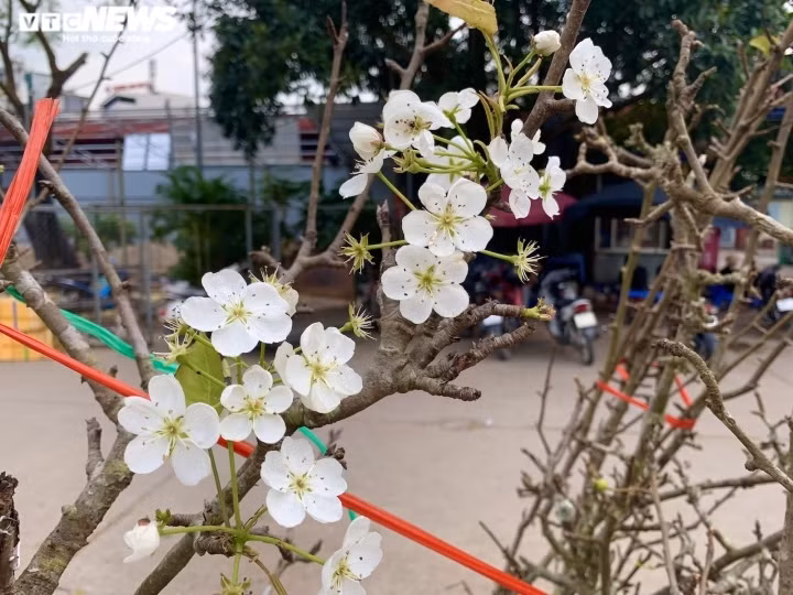 This year, wild pear trees are in full bloom two months earlier compared to previous years.