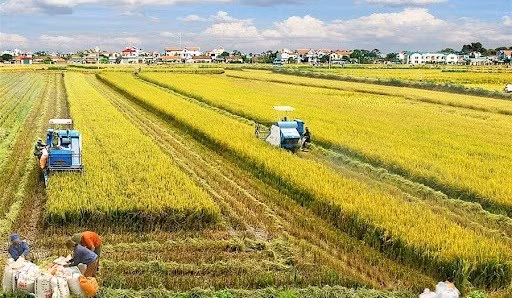 New mindset needed in agricultural production ảnh 1