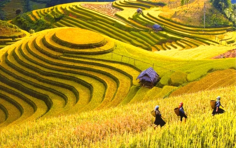 Hoang Su Phi terraced fields to be spotlighted in culture week ảnh 1