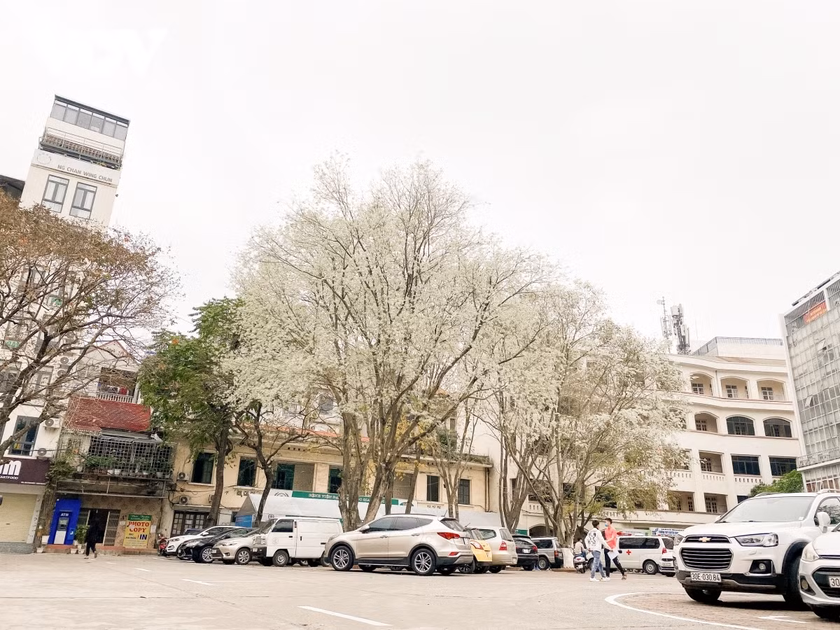 Hoa Sua flowers can be seen blossoming throughout Hanoi, bringing a pleasant atmosphere for local people.