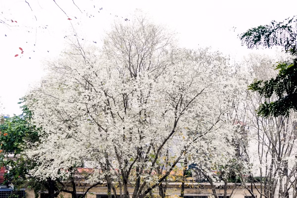 Late February usually sees the capital adorned with white blossoms, which quiver amid light breeze.