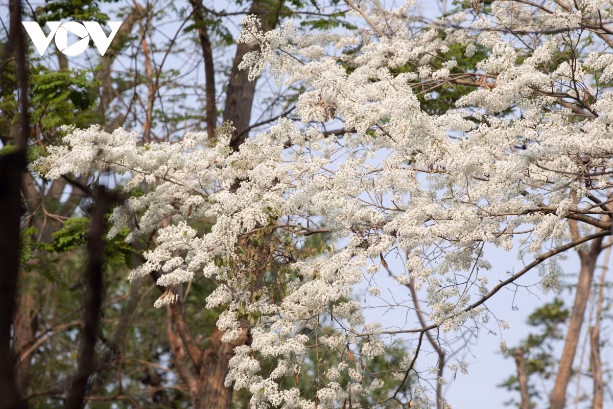 Many streets throughout Hanoi are left covered in a thin blanket of ancient Hoa Sua trees which are a familiar sight to local residents and an attractive one to visitors.