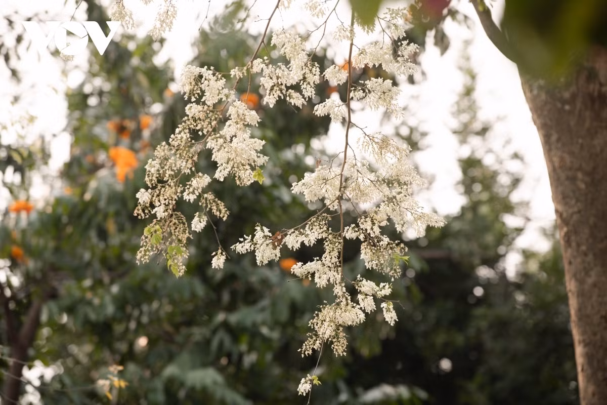 Blossoming Hoa Sua flowers beautify Hanoi during spring months ảnh 11