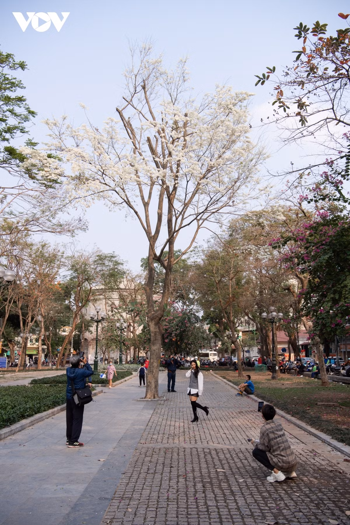 Many people, especially youngsters from the capital, make use of the occasion to pose for photos with a white background of Hoa Sua on Phan Dinh Phung street.
